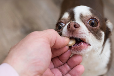 chihuahua taking chewable medication