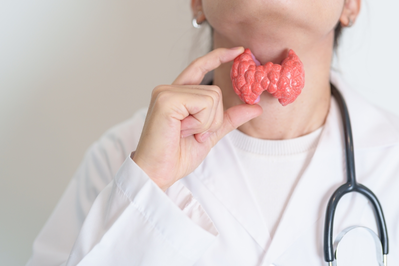 doctor holding model of thyroid gland in front of throat