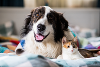 dog and cat snuggling under blanket